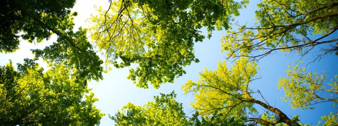A serene view of tall trees reaching towards a clear blue sky.