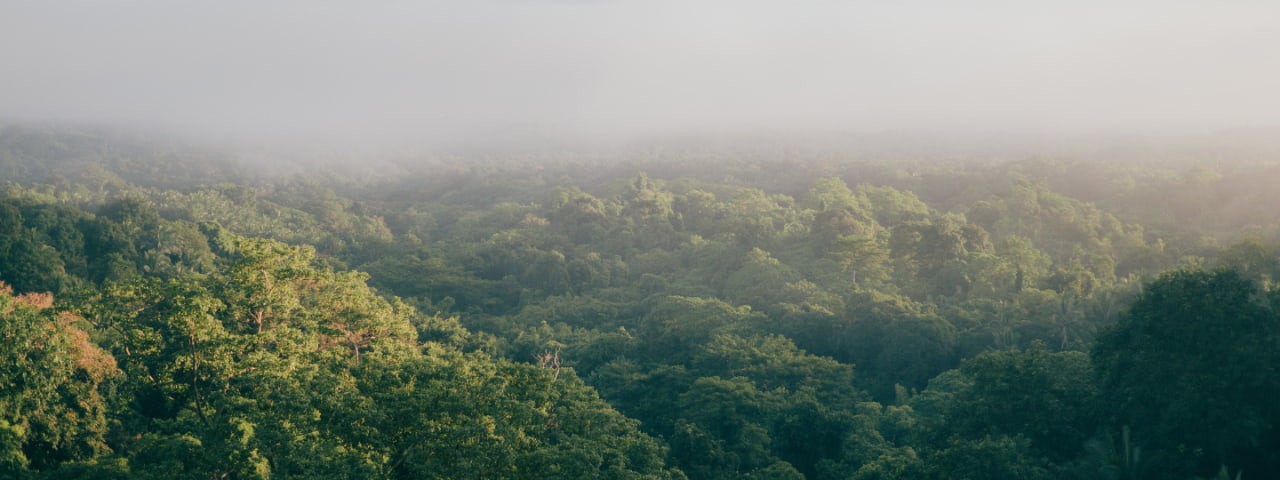 Aerial view of a lush green forest, showcasing a dense canopy of trees under a clear blue sky.